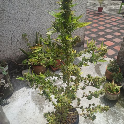 Bubble fruit growlog timeline photo