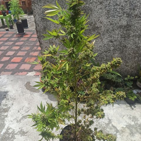 Bubble fruit growlog timeline photo