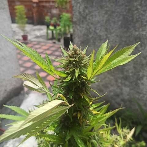 Bubble fruit growlog timeline photo
