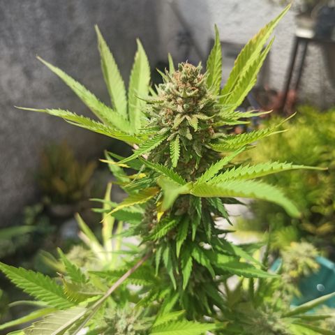 Bubble fruit growlog timeline photo