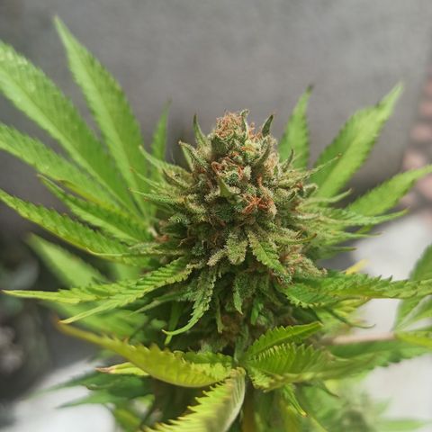 Bubble fruit growlog timeline photo
