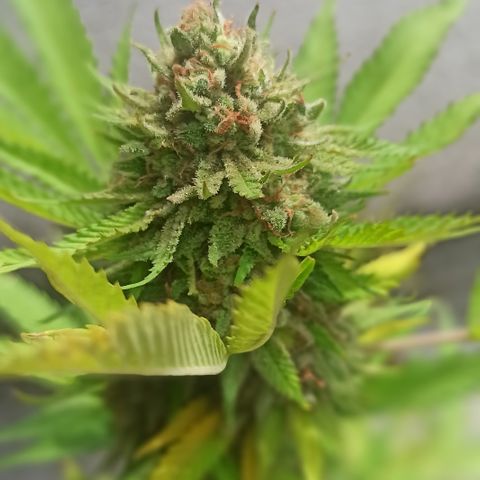 Bubble fruit growlog timeline photo