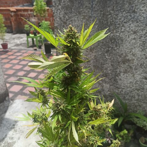 Bubble fruit growlog timeline photo