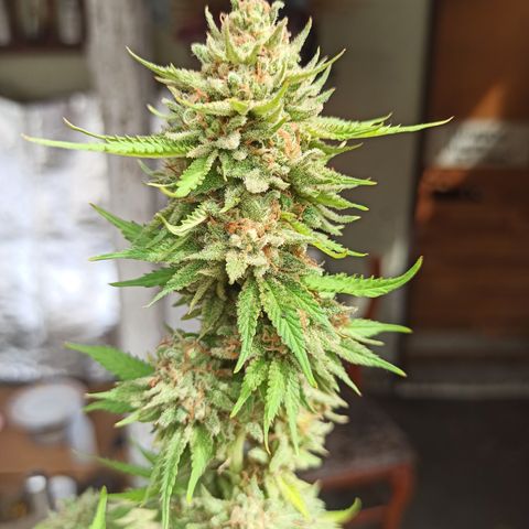 Bubble fruit growlog timeline photo