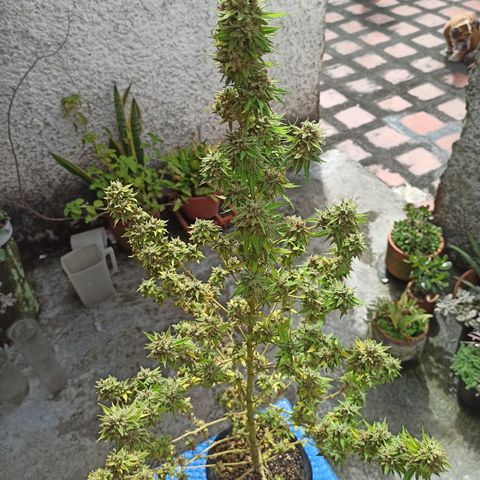 Bubble fruit growlog timeline photo