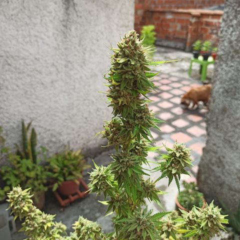 Bubble fruit growlog timeline photo