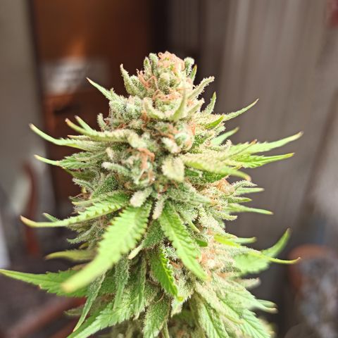 Bubble fruit growlog timeline photo