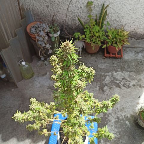 Bubble fruit growlog timeline photo