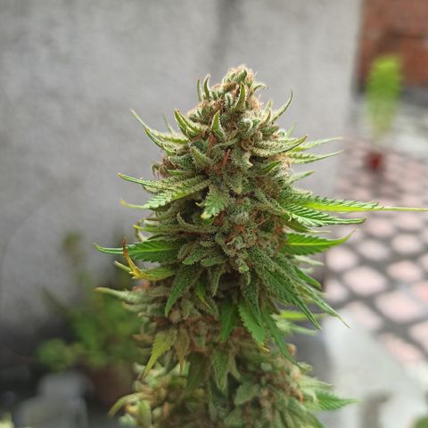 Bubble fruit growlog timeline photo