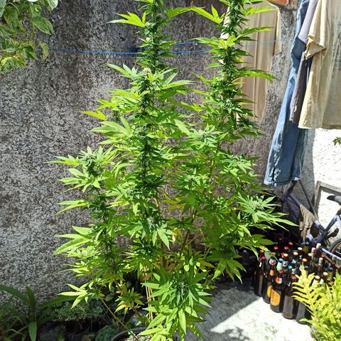 Bubba kush growlog timeline photo