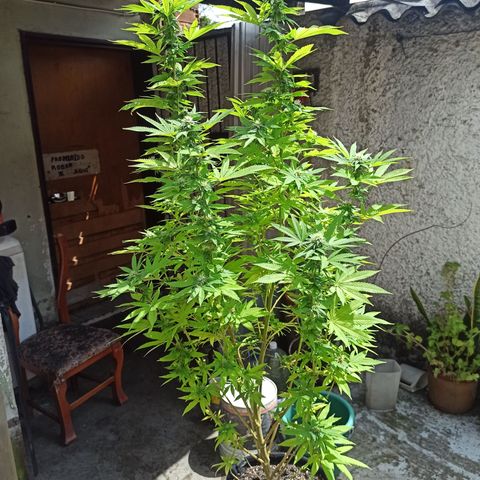 Bubba kush growlog timeline photo
