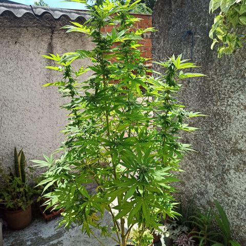 Bubba kush growlog timeline photo