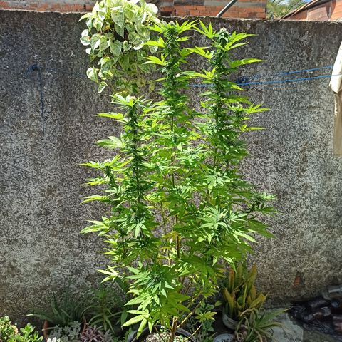 Bubba kush growlog timeline photo