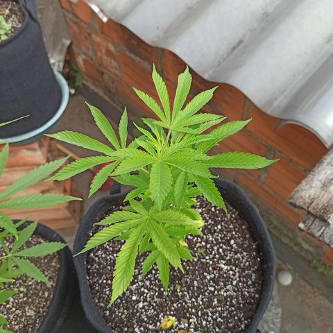 Dama blanca 2 growlog timeline photo