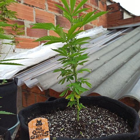 Dama blanca 2 growlog timeline photo