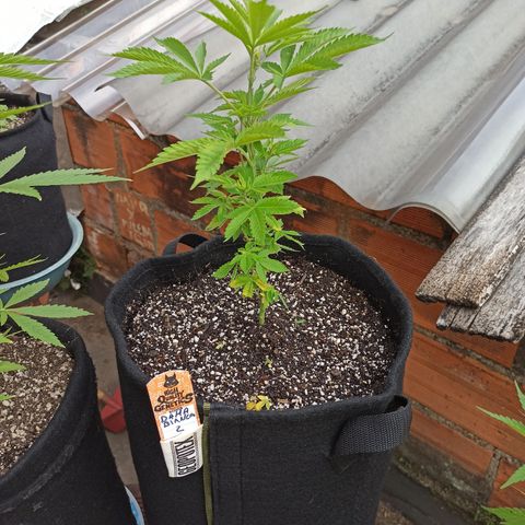 Dama blanca 2 growlog timeline photo