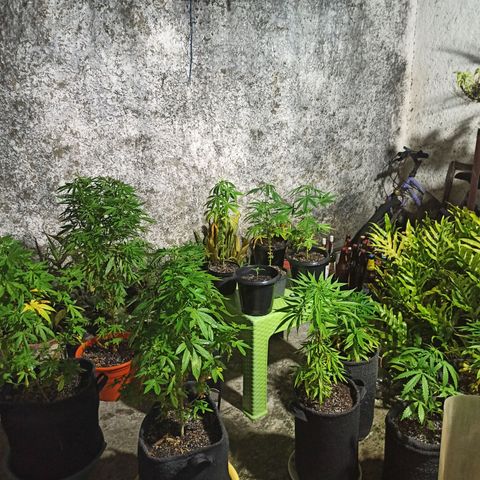 Bubble fruit growlog timeline photo
