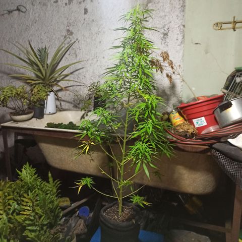 Bubble fruit growlog timeline photo