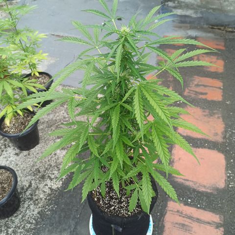Gelato #41 auto  growlog timeline photo