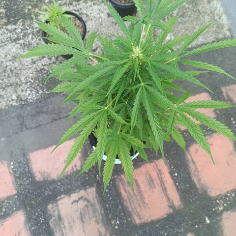 Gelato #41 auto  growlog timeline photo