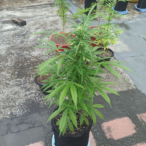 Gelato #41 auto  growlog timeline photo