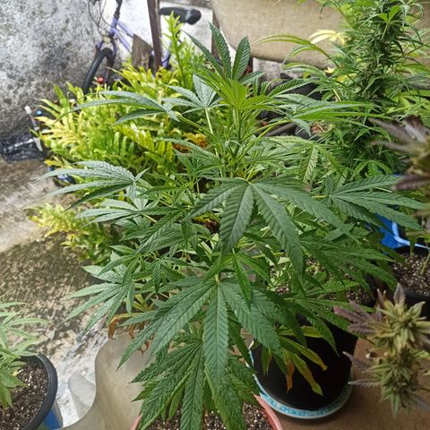 White widow .1 growlog timeline photo