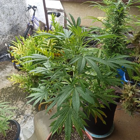 White widow .1 growlog timeline photo