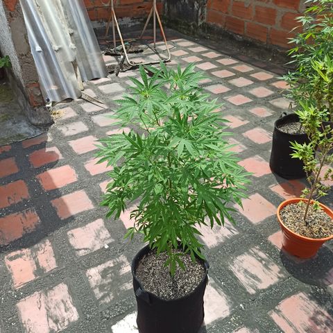 White widow .1 growlog timeline photo