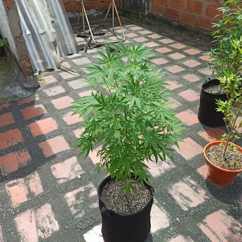 White widow .1 growlog timeline photo