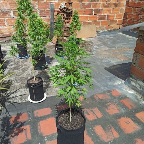 White widow .1 growlog timeline photo