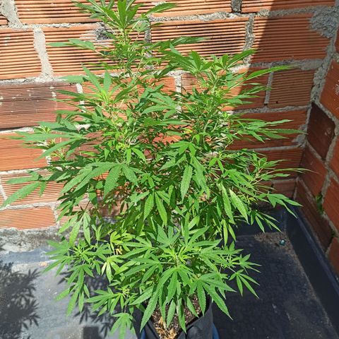 White widow .1 growlog timeline photo