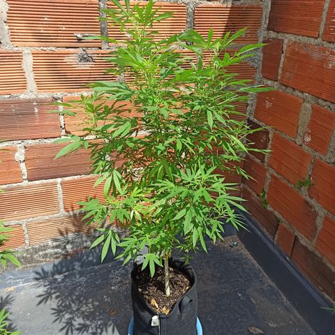 White widow .1 growlog timeline photo