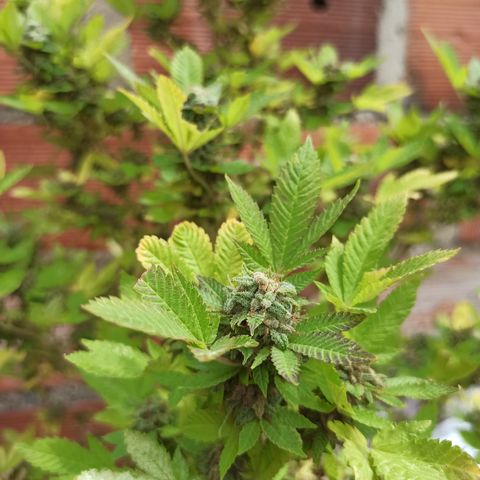 Dama blanca 2 growlog timeline photo