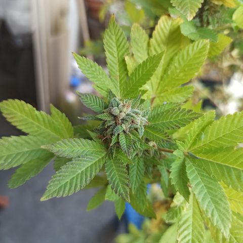 Dama blanca 2 growlog timeline photo