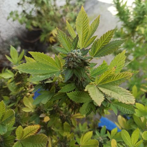 Dama blanca 2 growlog timeline photo