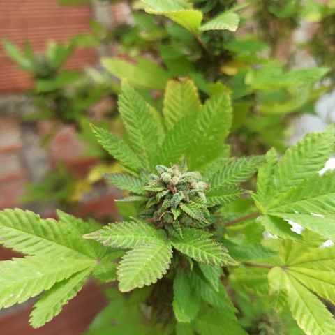 Dama blanca 2 growlog timeline photo