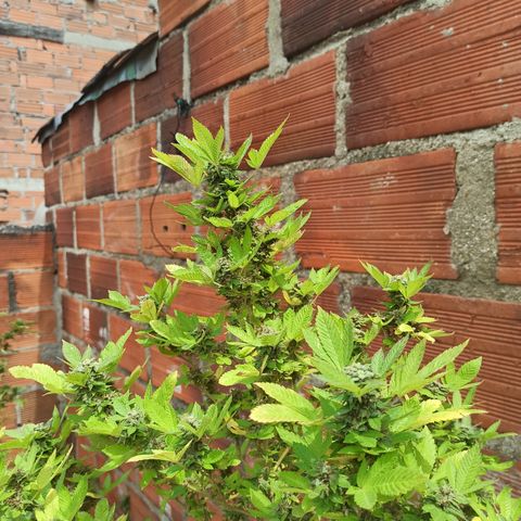 Dama blanca 2 growlog timeline photo