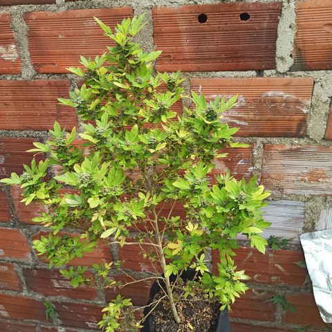 Dama blanca 2 growlog timeline photo
