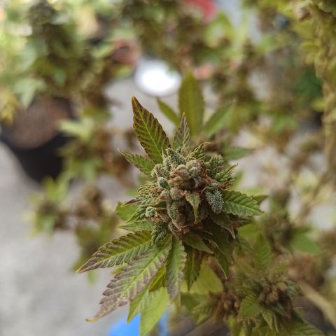 Dama blanca 2 growlog timeline photo