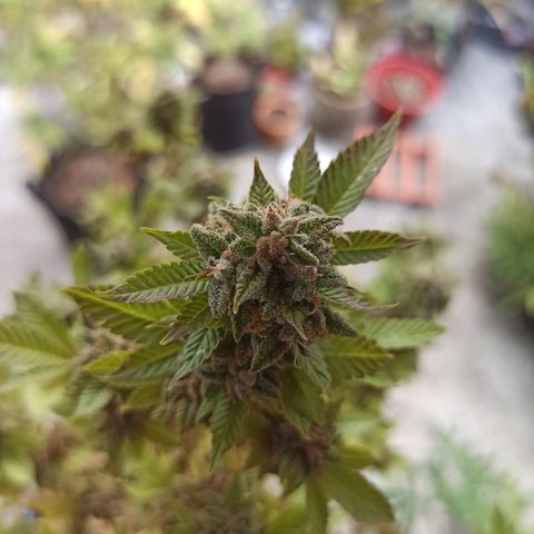 Dama blanca 2 growlog timeline photo