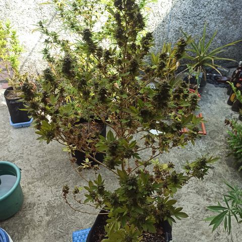 Dama blanca 2 growlog timeline photo