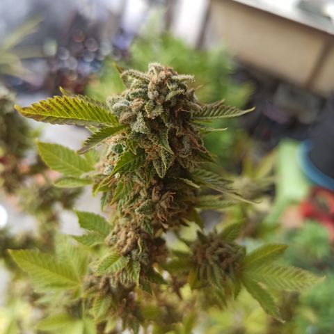 Dama blanca 2 growlog timeline photo