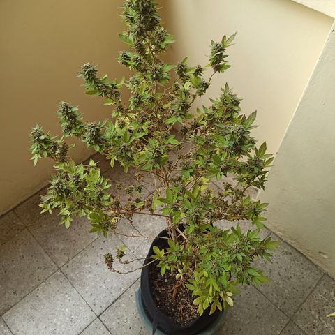 Dama blanca 2 growlog timeline photo