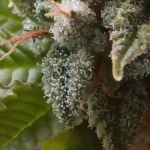 Dama blanca 2 growlog timeline photo