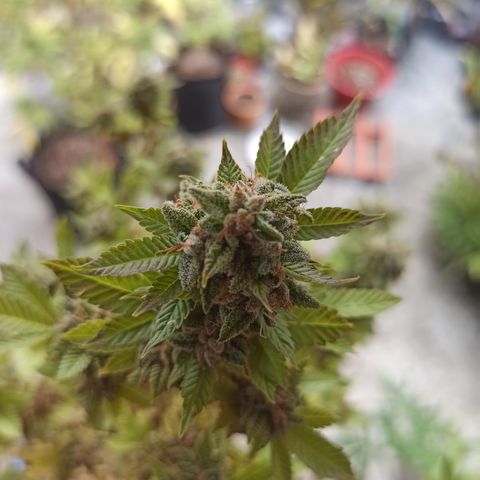 Dama blanca 2 growlog timeline photo