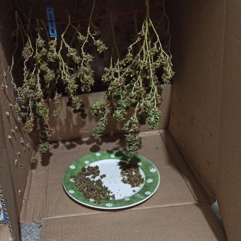 Dama blanca 2 growlog timeline photo