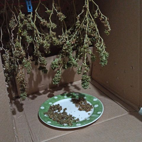 Dama blanca 2 growlog timeline photo