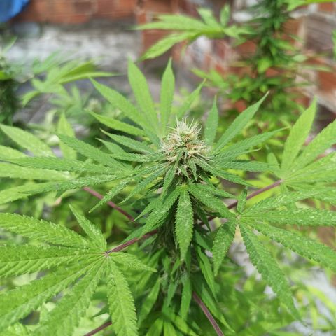 White widow .1 growlog timeline photo