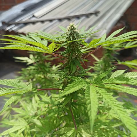 White widow .1 growlog timeline photo