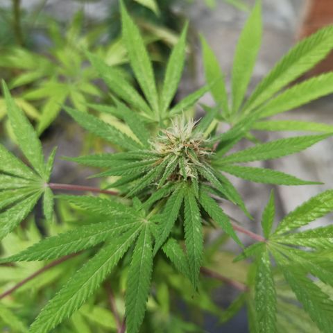 White widow .1 growlog timeline photo
